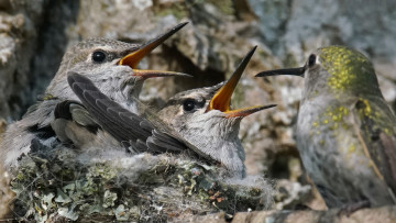 Картинка животные колибри птенцы