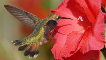 Картинка животные колибри птичка цветок