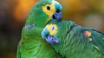 Картинка животные попугаи попугай клюв синелобый амазон пара птицы