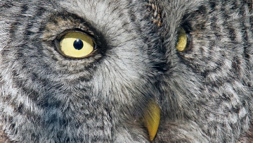 Картинка животные совы глаза