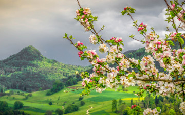Картинка цветы цветущие+деревья+ +кустарники яблоня цветение весна ветки горы долина швейцария
