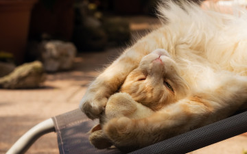 Картинка животные коты котейка рыжий кот солнечные ванны загорает