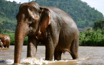 обоя животные, слоны, таиланд, купающийся, слон
