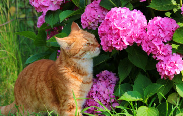 Картинка животные коты стёпка гортензия рыжий кот природа дача лето кошки степан