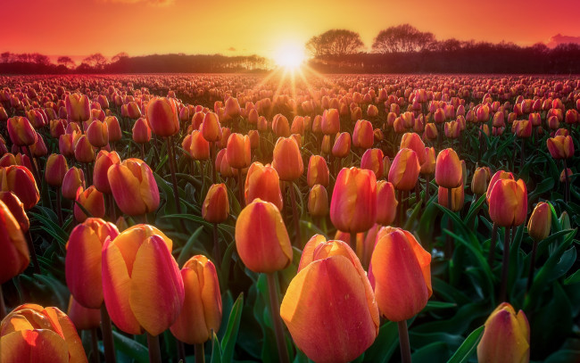 Обои картинки фото цветы, тюльпаны, поле, весна, природа, закат