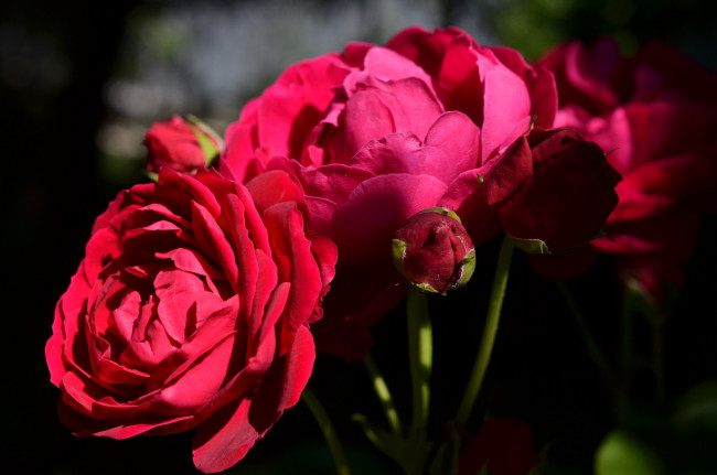 Обои картинки фото цветы, розы, rose, blossoms, бутон, роза, leaves, petals, bud, цветение, листья, лепестки