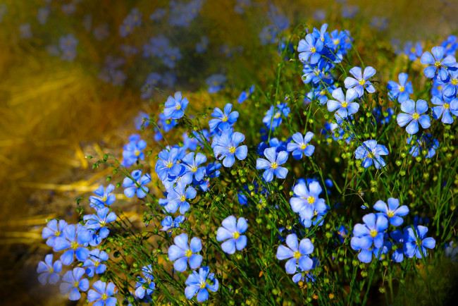 Обои картинки фото цветы, лён,  ленок, природа, голубые, цветочки