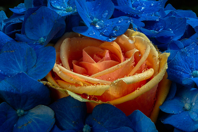 Обои картинки фото цветы, розы, макро, жёлтая, роза, гортензия, капли, цветки, бутон