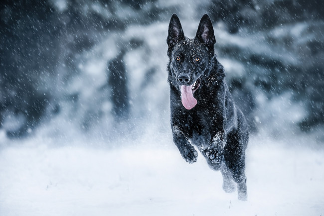 Обои картинки фото животные, собаки, язык, немецкая, овчарка, бег, снег, собака, настроение, зима