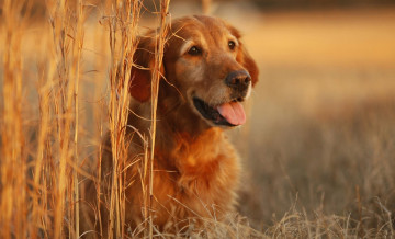 Картинка животные собаки трава язык рыжий пес