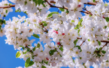 Картинка цветы цветущие+деревья+ +кустарники яблоня