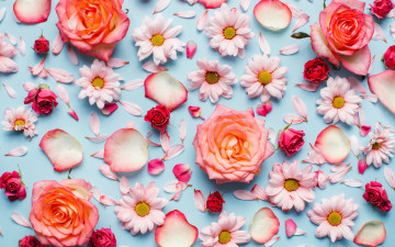 Картинка цветы разные+вместе розы хризантемы лепестки бутоны