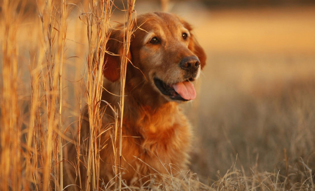 Обои картинки фото животные, собаки, трава, язык, рыжий, пес