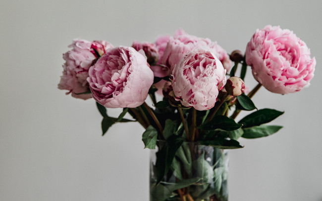 Обои картинки фото цветы, пионы, букет, ваза