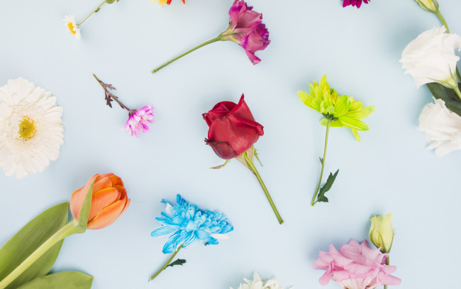 Обои картинки фото цветы, разные вместе, гербера, хризантемы, тюльпан, розы