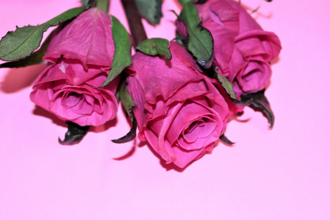 Обои картинки фото цветы, розы, бутоны, розовые