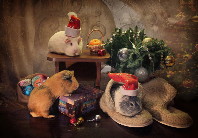 Обои картинки фото животные, морские свинки,  хомяки, шары, подарок, украшения, шарики, морские, свинки, игрушки, грызуны