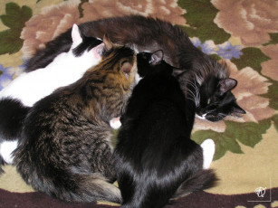 Картинка семейство кошачих животные коты