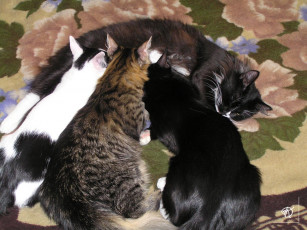 Картинка семейство кошачих животные коты