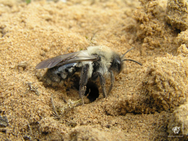 Обои картинки фото пчела, мохноногая, dasypoda, plumipes, копает, нору, животные, пчелы, осы, шмели