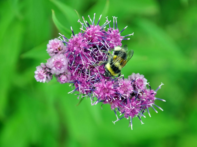 Обои картинки фото автор, виктор, алеветдинов, животные, пчелы, осы, шмели