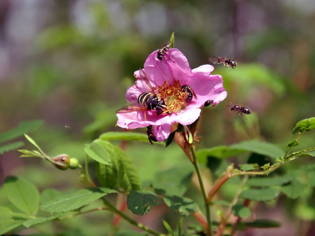 Обои картинки фото автор, виктор, алеветдинов, животные, пчелы, осы, шмели