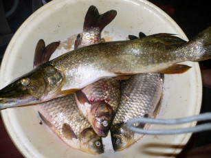 Картинка еда рыба морепродукты суши роллы щука караси