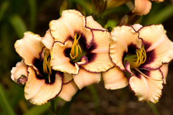 Картинка цветы лилии лилейники кремовый пестрый