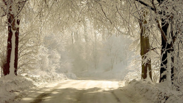 Картинка природа зима лес деревья ветви снег
