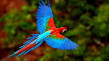 Картинка животные попугаи оперение крылья попугай