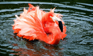 обоя животные, фламинго, розовый, перья