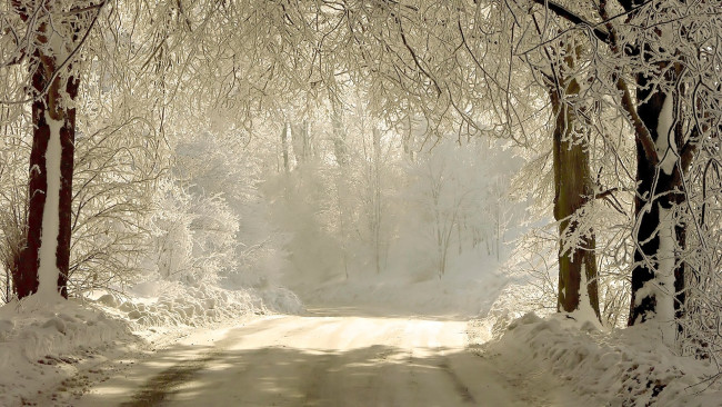 Обои картинки фото природа, зима, лес, деревья, ветви, снег