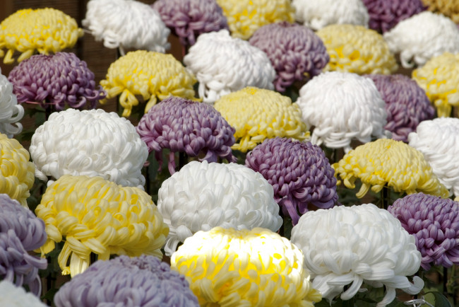 Обои картинки фото цветы, хризантемы, много, лиловый, белый, желтый