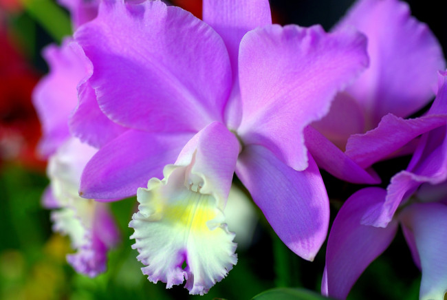 Обои картинки фото цветы, орхидеи, фиолетовый