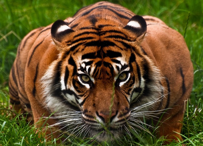 Обои картинки фото животные, тигры, взгляд, хищник