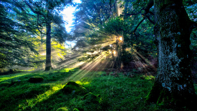 Обои картинки фото splendor, природа, лес, солнце, лучи, трава, стволы, тро