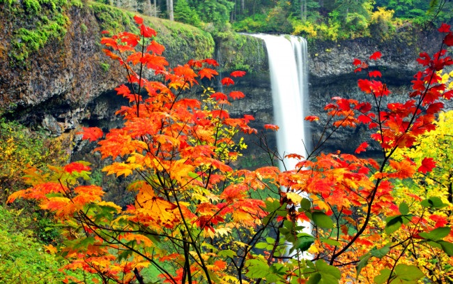 Обои картинки фото waterfall, природа, водопады, водопад, клен, листья
