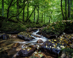 Картинка природа лес камни вода деревья
