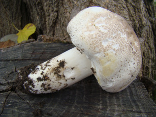 Картинка гриб природа грибы