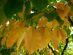 Картинка осень природа листья