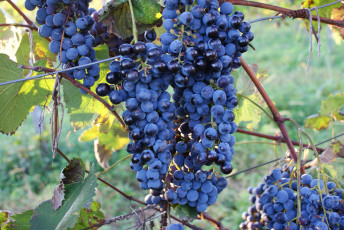 Картинка природа Ягоды виноград лоза гроздь