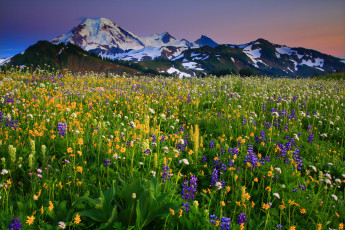 Картинка mount baker washington природа луга вулкан бейкер вашингтон цветы горы