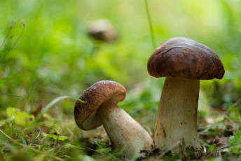 Картинка природа грибы боровики парочка дуэт