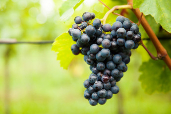 Картинка природа плоды grapes leaves the vineyard виноград грозди листва виноградник