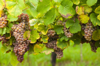 Картинка природа плоды leaves the vineyard виноград грозди виноградник grapes листва