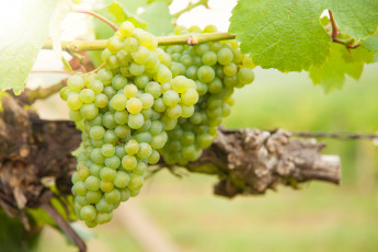 Картинка природа плоды виноград грозди листва виноградник grapes leaves the vineyard
