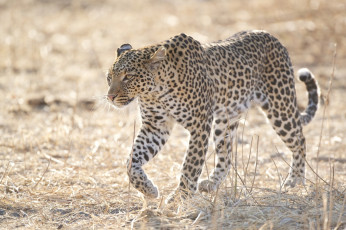 Картинка животные леопарды кошка свет пятна