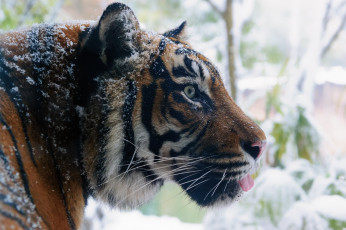 Картинка животные тигры профиль кошка мех зима