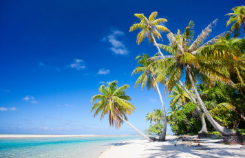 Картинка природа тропики пальмы берег море пляж