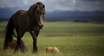 Картинка животные лошади челка грива морда жеребец конь